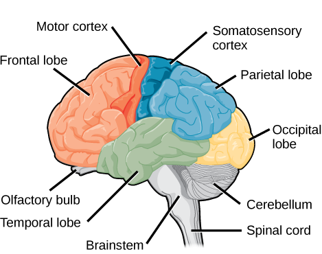 Brainscan Anatomy Neuralscan Brain Mapping